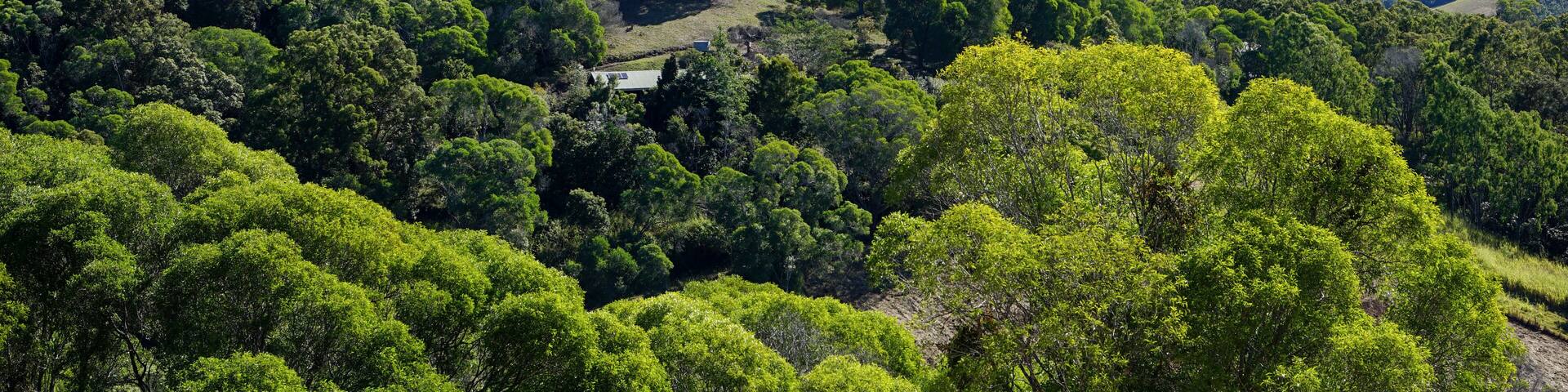 Mountain landscape with trees at Imbil Queensland