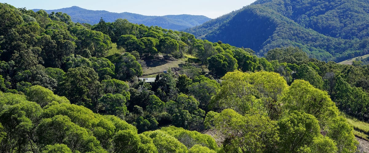 A lush green landscape with dense forests and rolling hills.