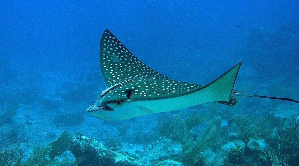 Diving the Proslyte Reef is a cool experience. The HMS Proslyte ran aground on the reef in the 18th century. In a last ditch effort to save the ship, the crew tossed all it's cannons, anchors and heavy cargo overboard. Unfortunately, the ship still sank, but you can see the cannons and anchors laying on the sea floor, in addition to all the tropical fish and sharks hanging around. We were even lucky enough to encounter this eagle ray passing by! First ray I've ever seen outside captivity!
#blue #AquaTrove
#Wildlife