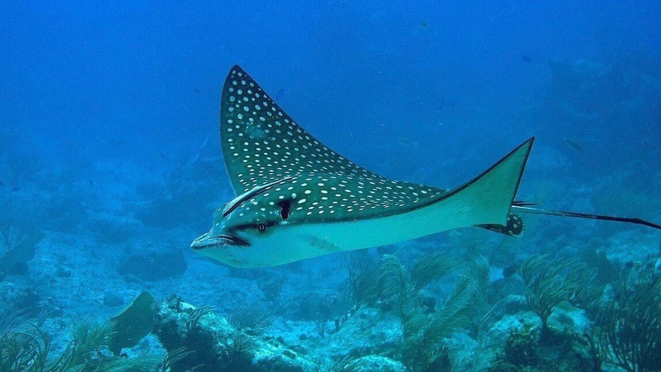 A ray swimming underwater with a spotted pattern.