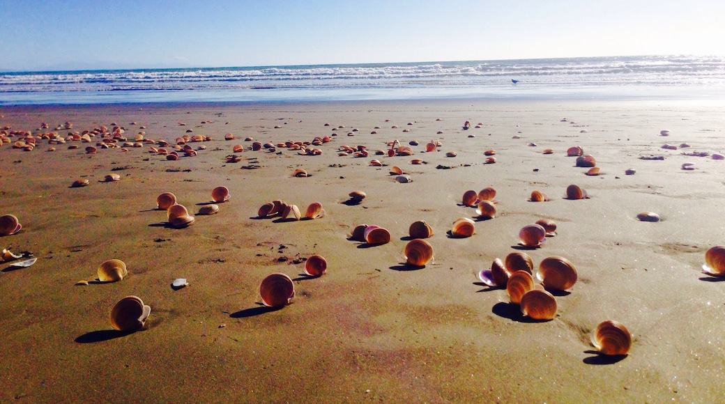 Summer in Paekakariki Beach, Wellington, New Zealand. #BestOf5