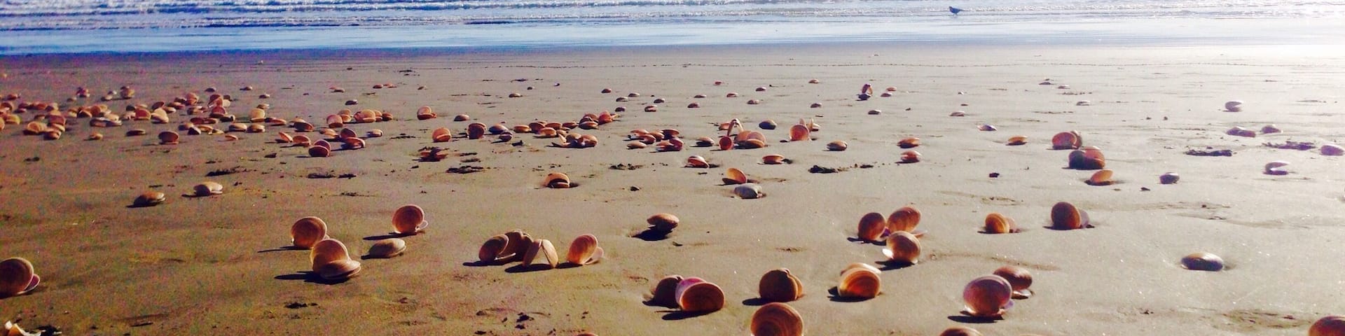 Summer in Paekakariki Beach, Wellington, New Zealand. #BestOf5