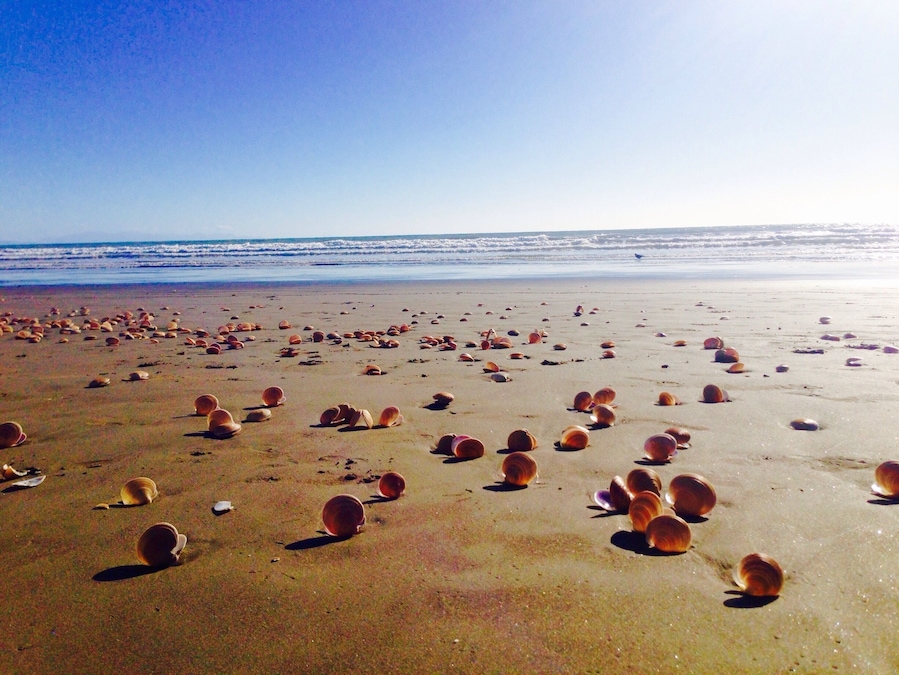 Summer in Paekakariki Beach, Wellington, New Zealand. #BestOf5