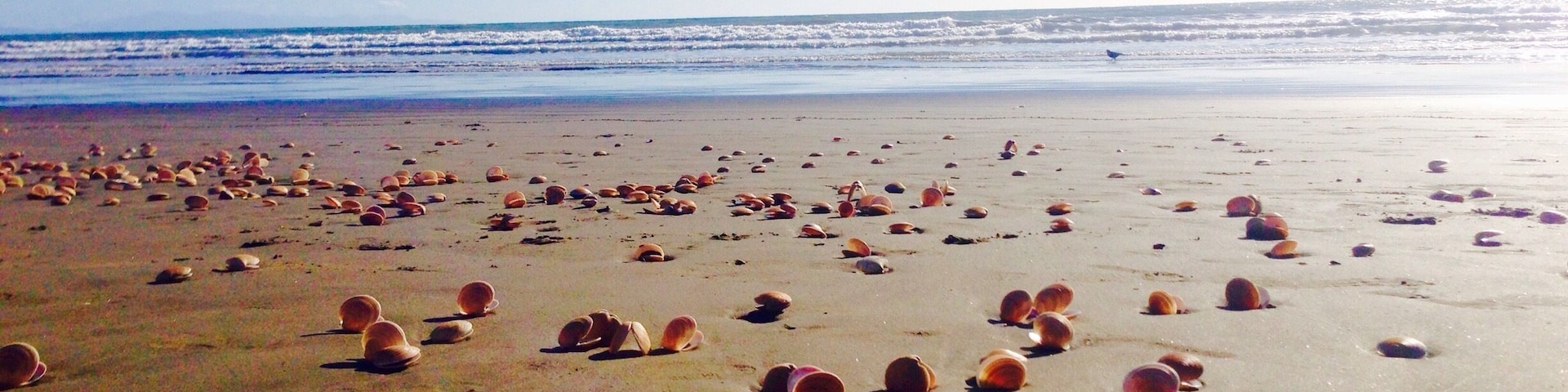 Summer in Paekakariki Beach, Wellington, New Zealand. #BestOf5