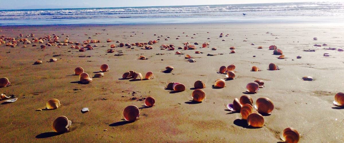 A beach with numerous seashells scattered across the sand.