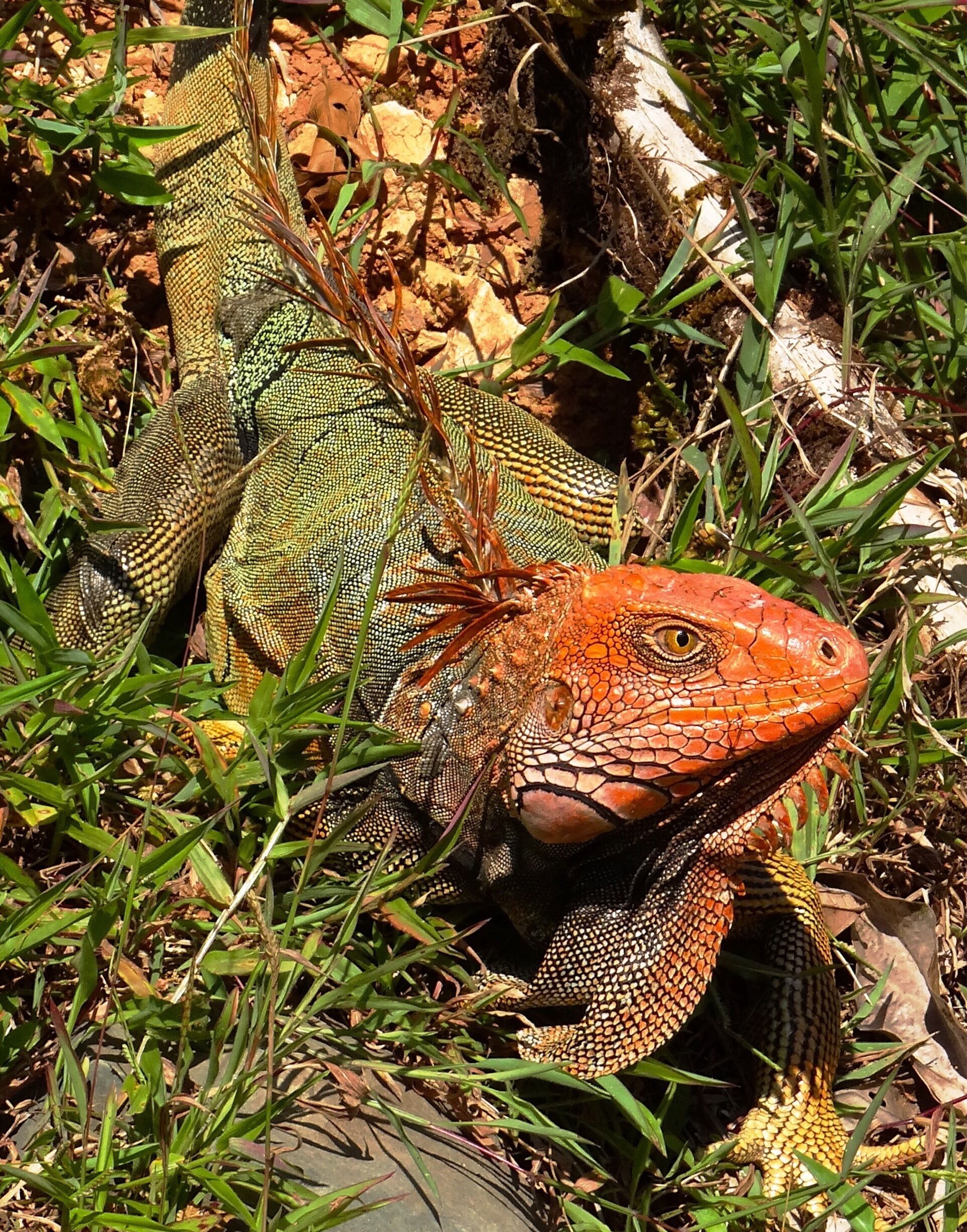 I spotted this colorful iguana during the one-hour jeep trip it takes to get to the village of Los Campesinos.  This area is full of interesting plant and animal life.  It also has a rather scary suspension bridge and some beautiful waterfall pools that are good for swimming.