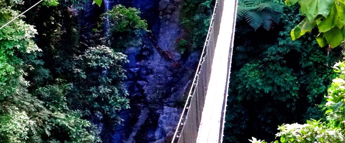 A suspension bridge over a deep gorge surrounded by dense forest.