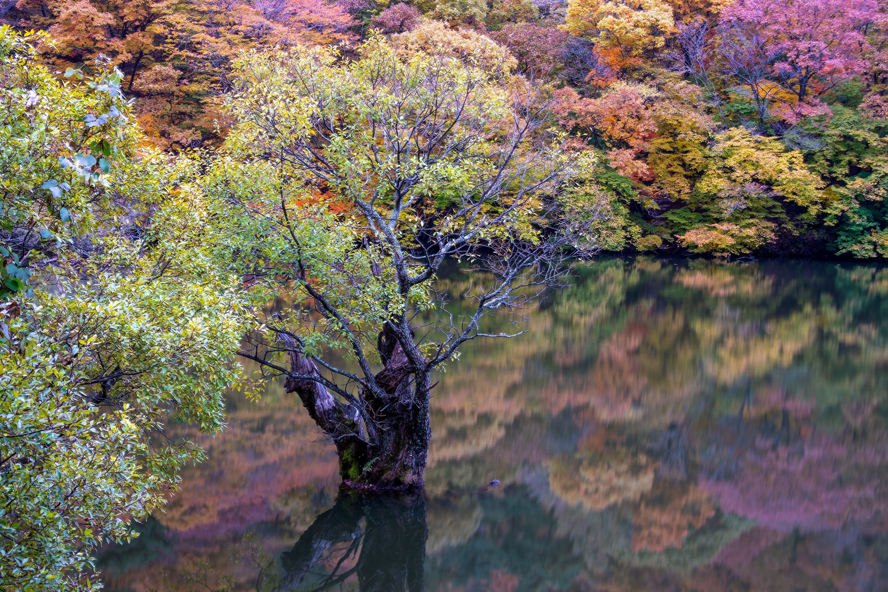 물에 잠긴 나무, 청송군 주산지에 위치-Flooded Tree at Jusanji Pond, Cheongsong-gun, South Korea