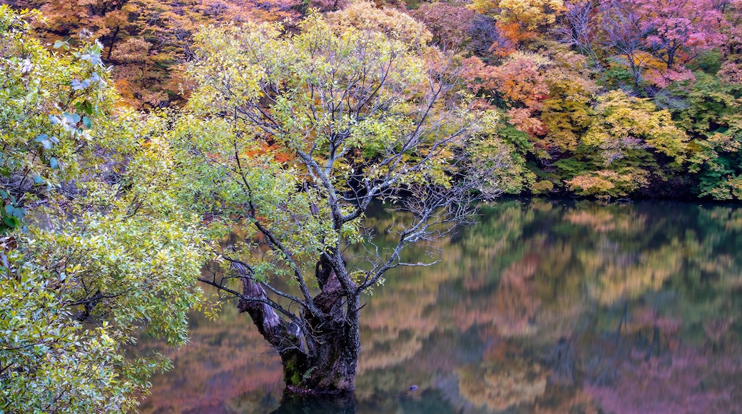 물에 잠긴 나무, 청송군 주산지에 위치-Flooded Tree at Jusanji Pond, Cheongsong-gun, South Korea