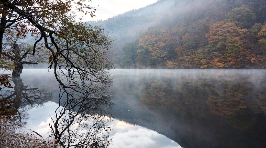 청송 주산지, 안개와 반영이 어우러진 고요한 가을 풍경 – Jusanji Pond in Autumn Mist, Cheongsong, Korea