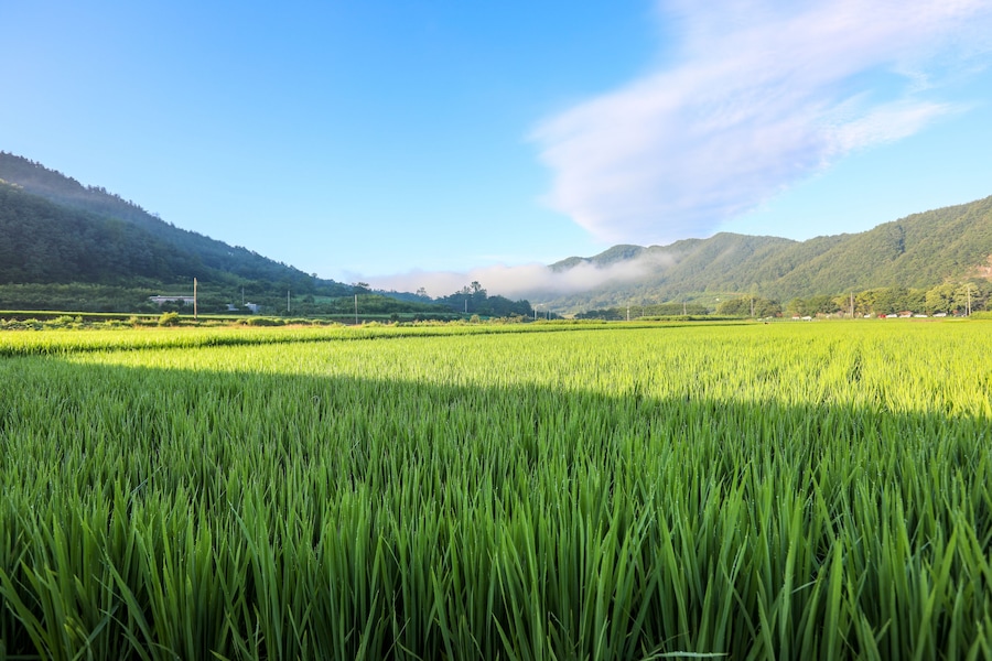 Lush green rice fields and morning scenery in the mountains. Cheongsong, Gyeongsangbuk-do, Korea; Shutterstock ID 697627435; Purchase Order: -
