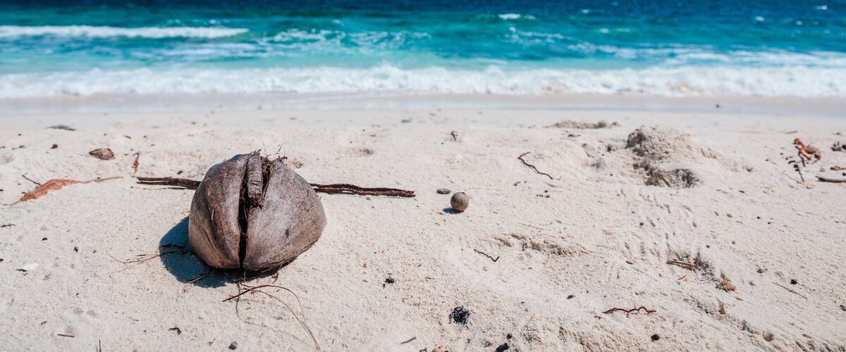 A coconut on a sandy beach with the ocean in the background.