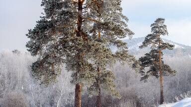 A snowy landscape with tall evergreen trees and a mountain in the background.