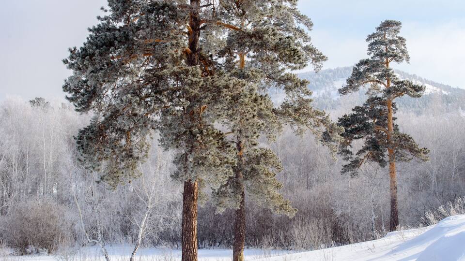 A snowy landscape with tall evergreen trees and a mountain in the background.