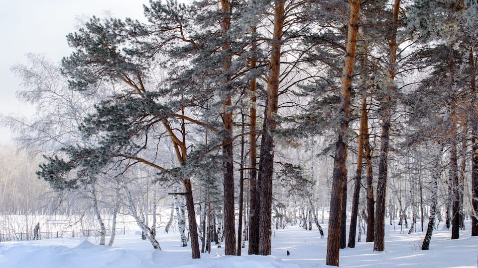 A snowy forest with tall pine trees.
