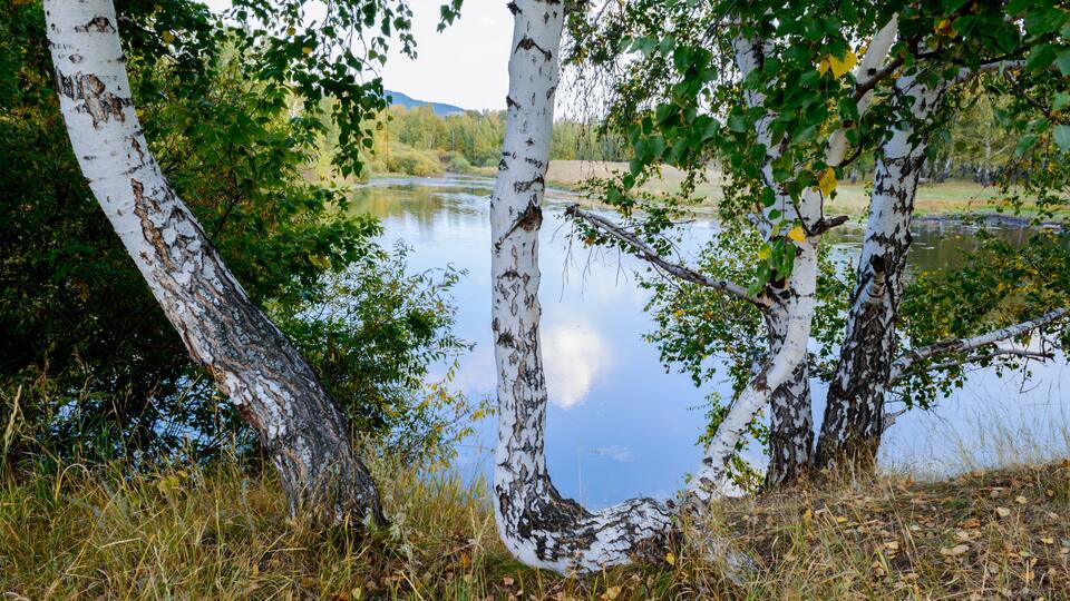 Birch trees reflecting in a calm lake with a mountainous backdrop.