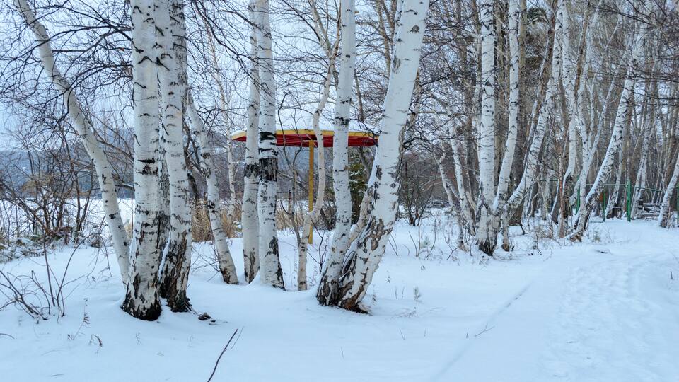 A snow-covered forest with birch trees and a red and yellow barrier.