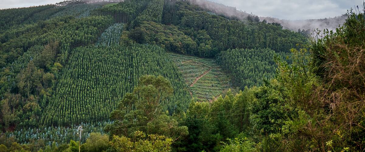 A forested mountain with a clear sky.
