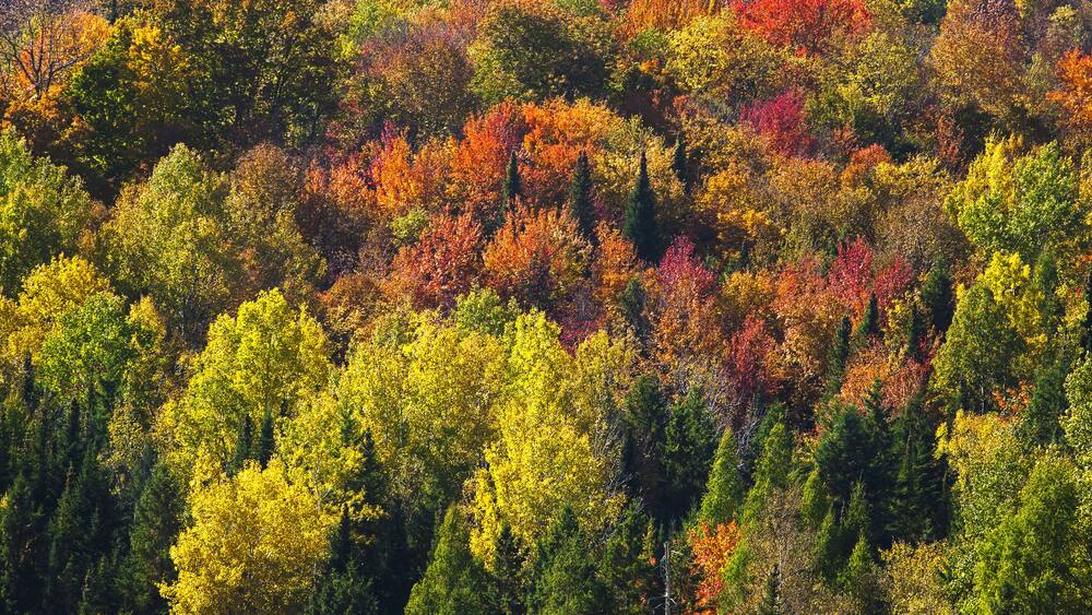 Forest In Autumn Colours; West Bolton, Quebec, Canada