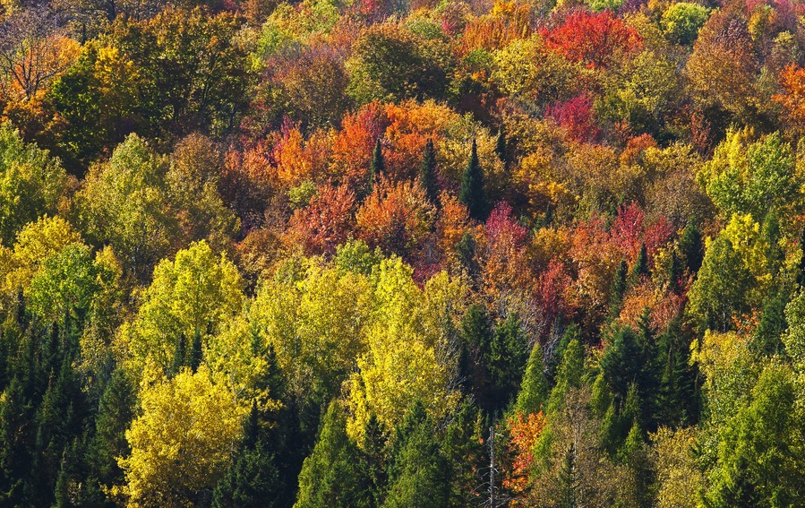 Forest In Autumn Colours; West Bolton, Quebec, Canada