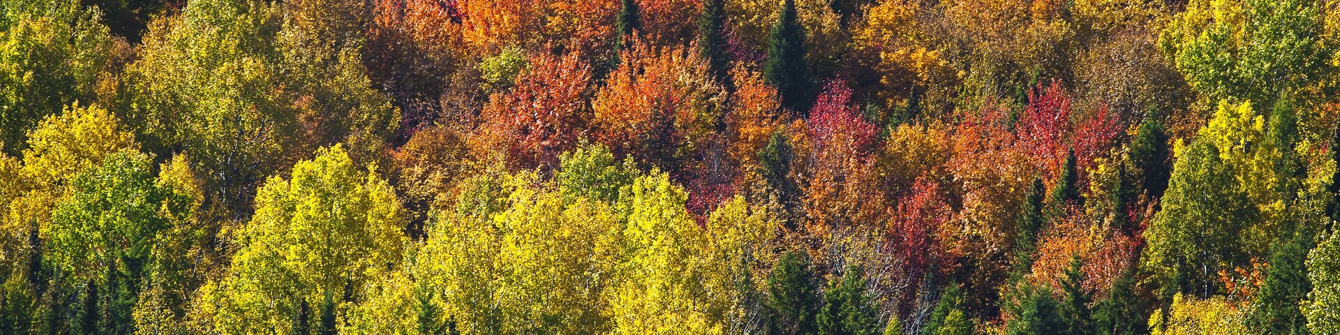 Forest In Autumn Colours; West Bolton, Quebec, Canada