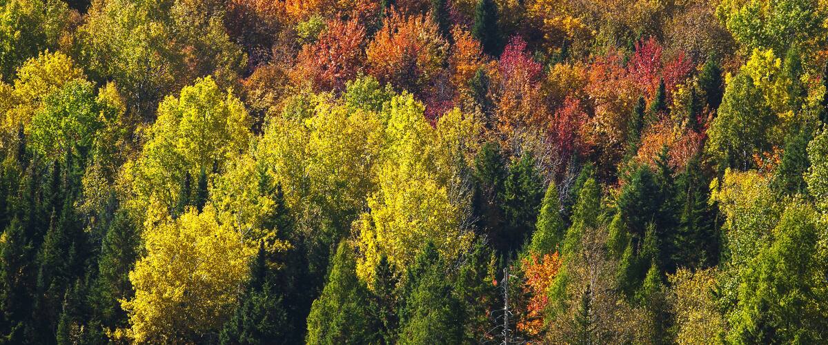 A dense forest with a variety of trees displaying autumn foliage in shades of yellow, orange, and red.