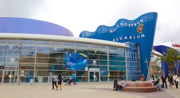 Mare Nostrum Aquarium which includes marine life and street scenes as well as a large group of people