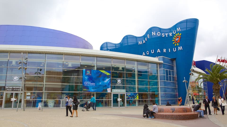 Mare Nostrum Aquarium which includes marine life and street scenes as well as a large group of people