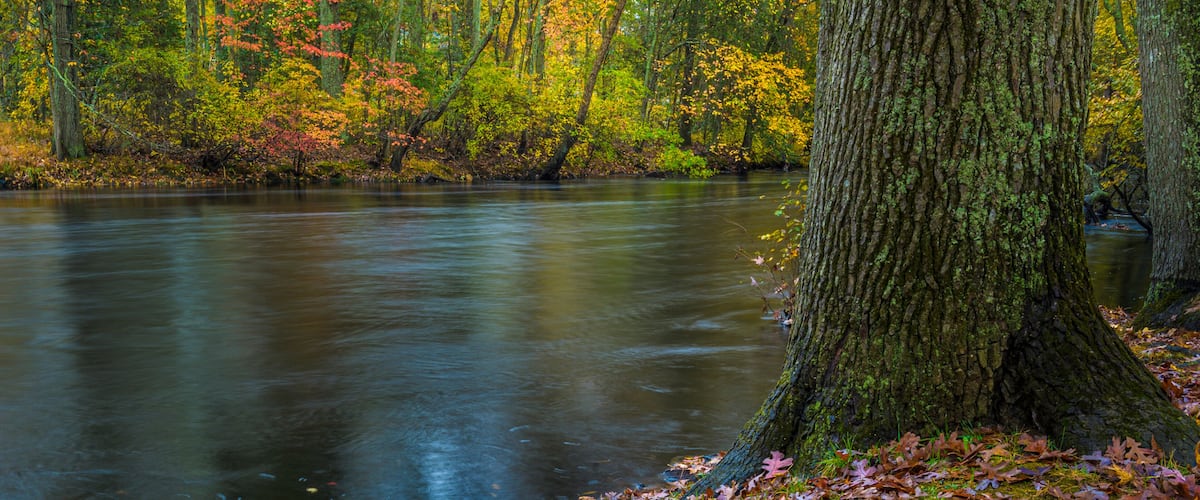 USA, New Jersey, Wharton State Forest. River and wet fallen leaves in autumn.