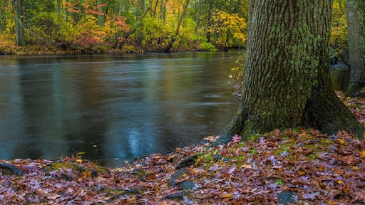 USA, New Jersey, Wharton State Forest. River and wet fallen leaves in autumn.