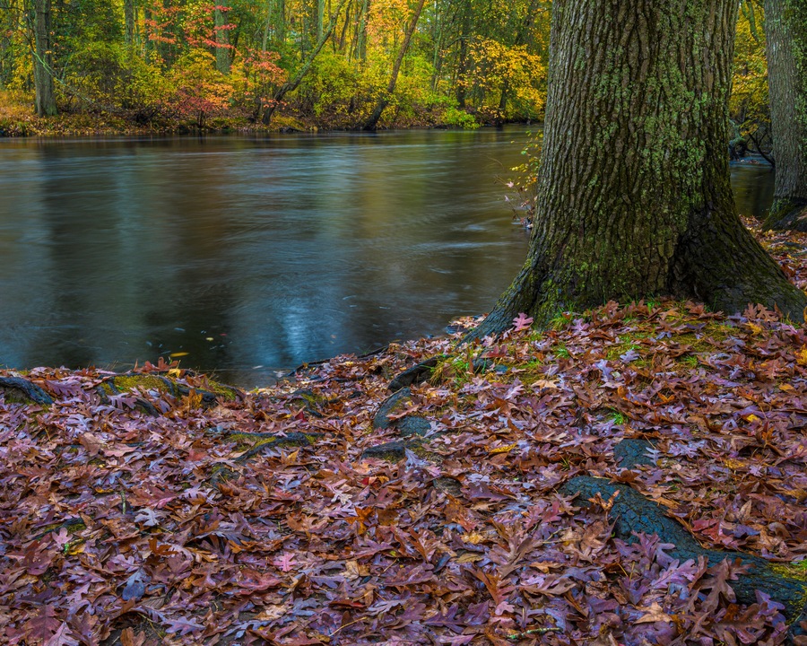USA, New Jersey, Wharton State Forest. River and wet fallen leaves in autumn.