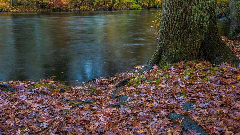 USA, New Jersey, Wharton State Forest. River and wet fallen leaves in autumn.