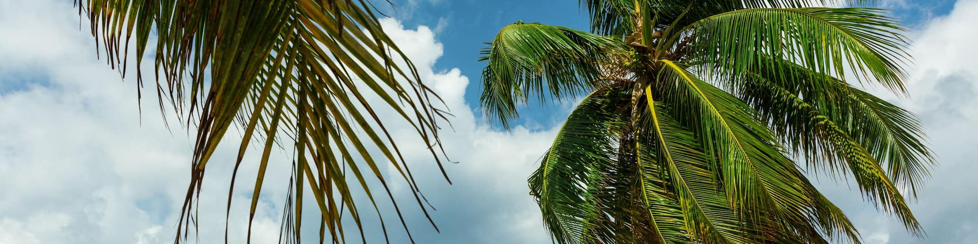 Boats and palm trees behind Oistins Fish Market in Barbados