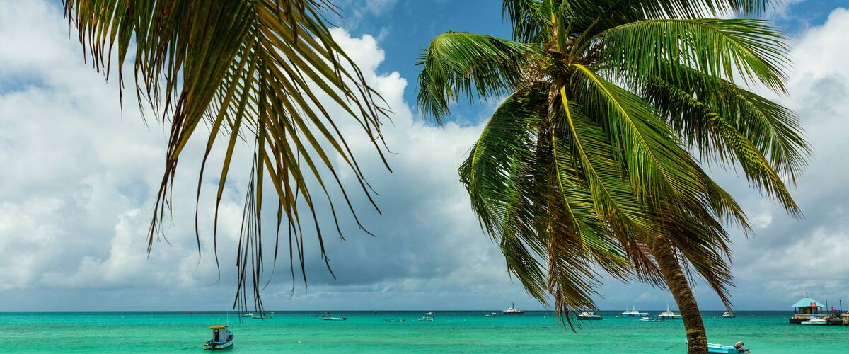 A beach with a palm tree, boats, and a clear blue sky.