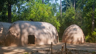 A forest with several traditional, dome-shaped huts.