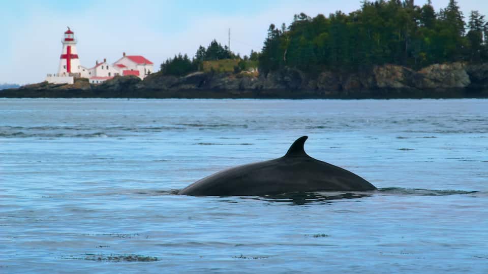 Head harbour Lightstation with Minke whale in the foreground