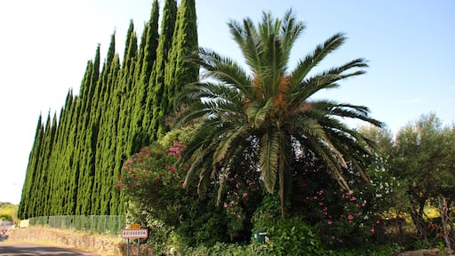 Mediterranean plants at Boisseron