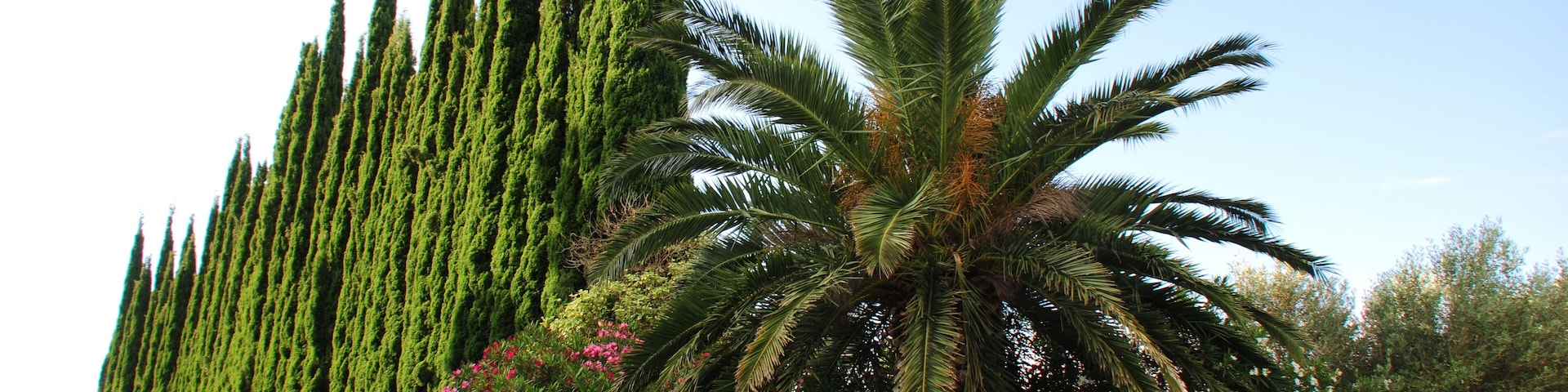 Mediterranean plants at Boisseron