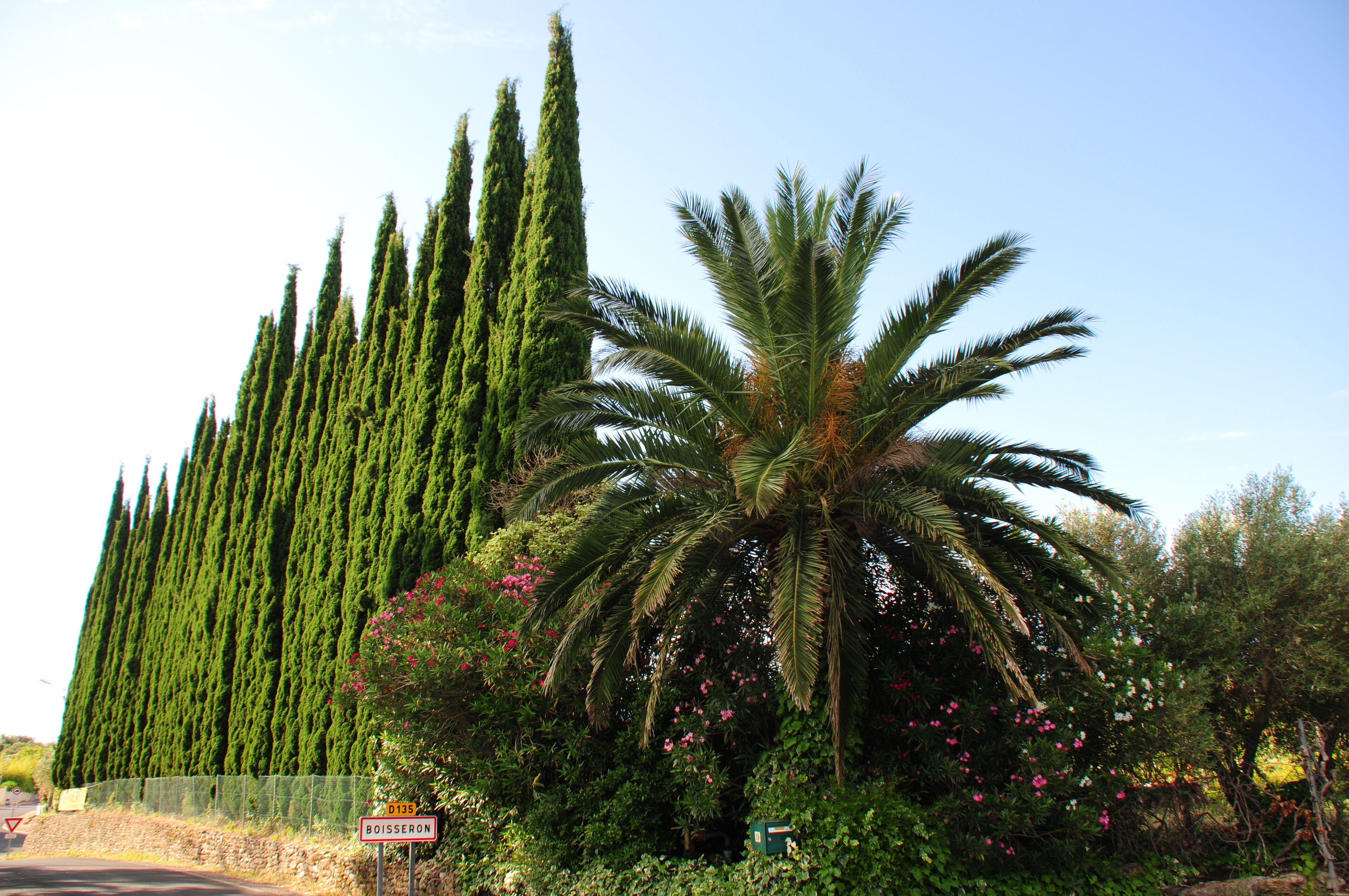 A row of tall cypress trees, a palm tree, and a sign with the text "BOISSONS."