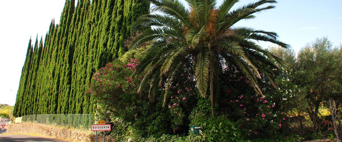A row of tall cypress trees, a palm tree, and a sign with the text "BOISSONS."