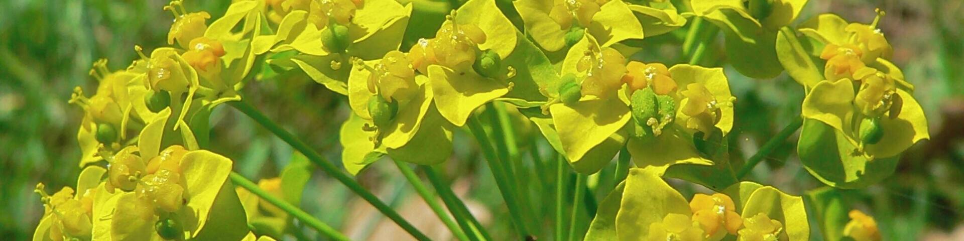 Le Caylar, Hérault FRANCE