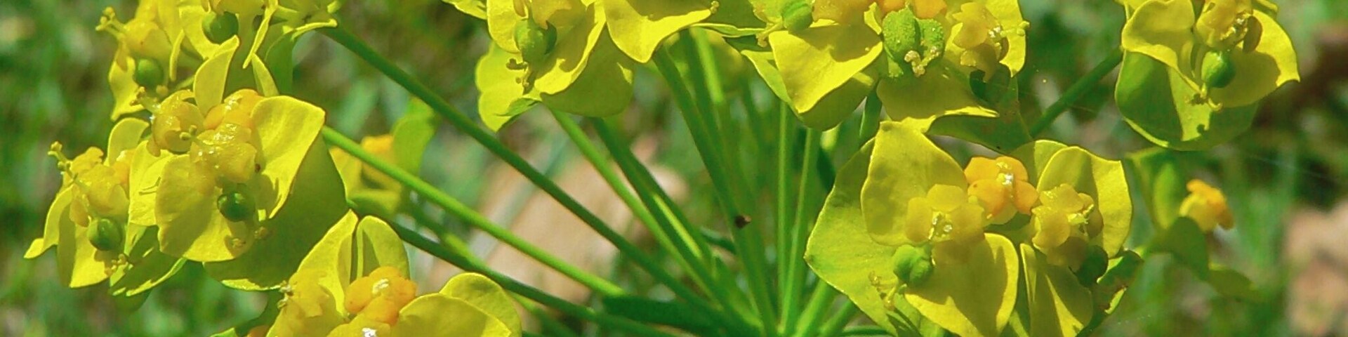Le Caylar, Hérault FRANCE