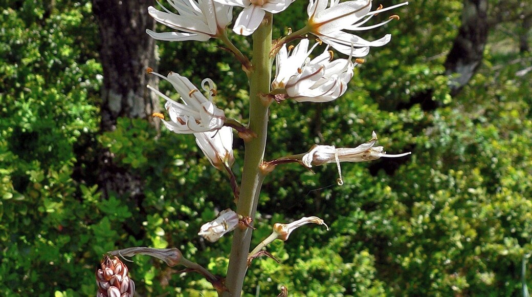 Le Caylar, Hérault FRANCE