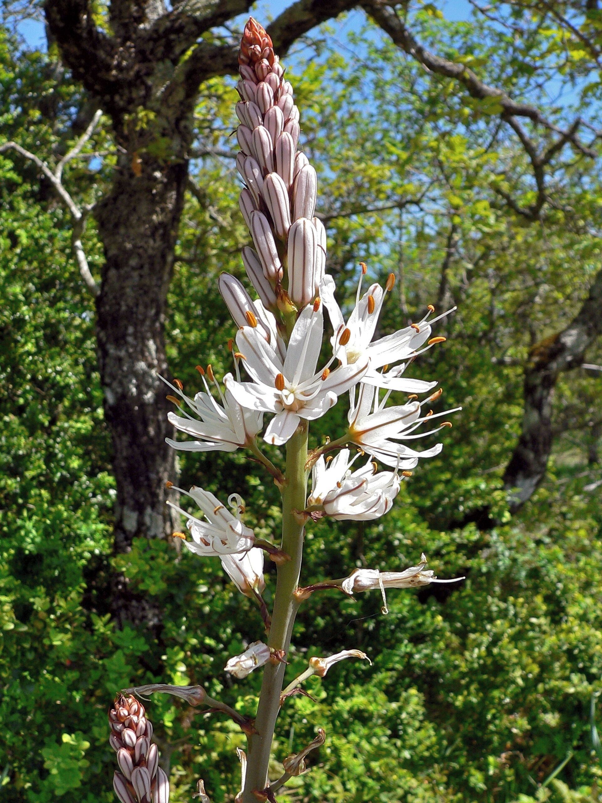 A plant with white flowers and brown buds in a green, leafy environment.