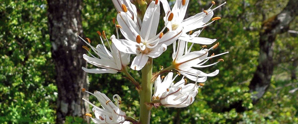 A plant with white flowers and brown buds in a green, leafy environment.