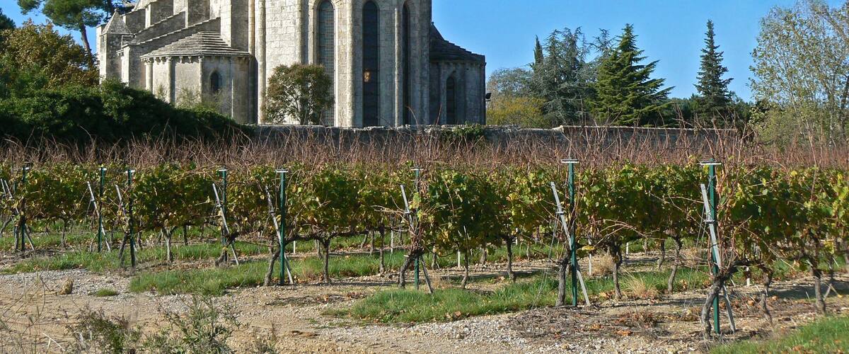 A historic stone building with pointed towers and arched windows, surrounded by a vineyard.