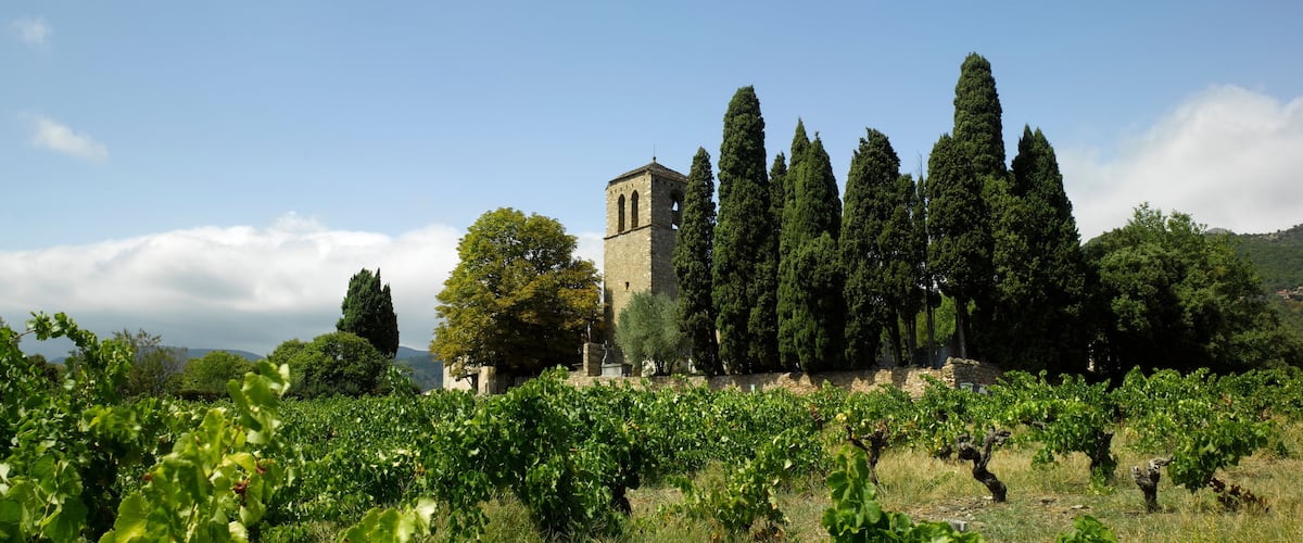 A vineyard with rows of grapevines and a historic stone tower in the background.