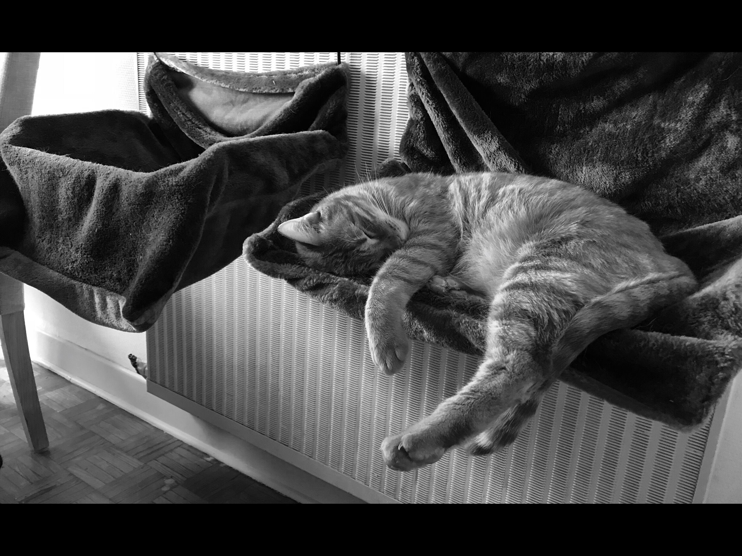 Cat 
En fin quelques choses qui remplace le soleil de Saint Martin 😂😂😂
#meschatssontlesplusbeauxdumonde #milo #maho #antillaincat #dream #lovecats #cats #catsofinstagram #instancat #picoftheday #image #imagedujour #wild #sauvage #dangerouscat #❤️