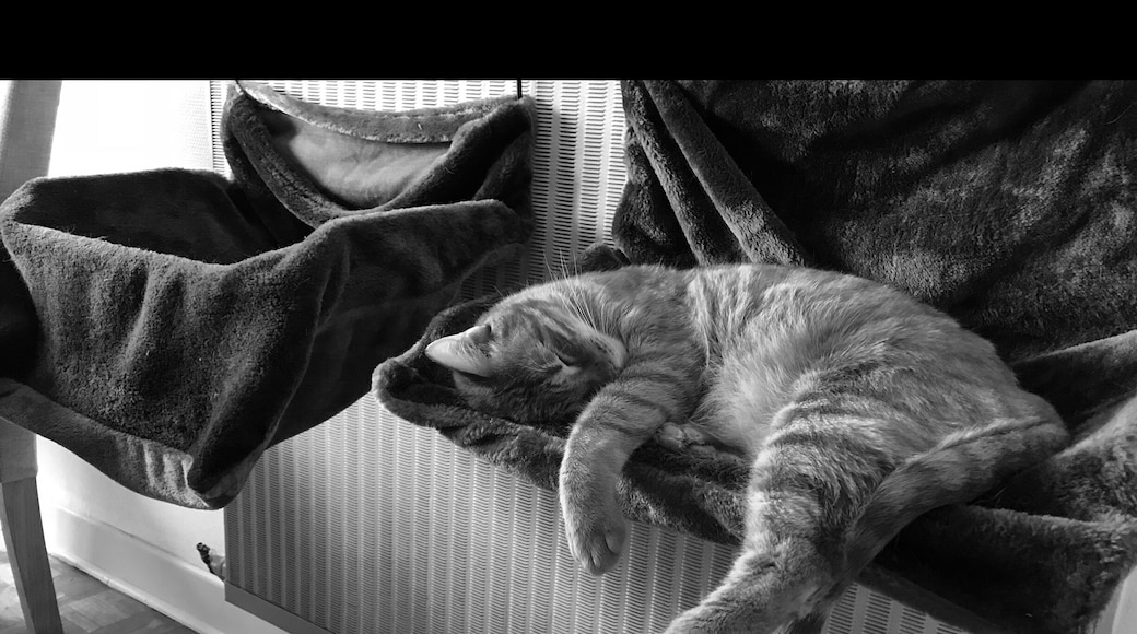 Cat
En fin quelques choses qui remplace le soleil de Saint Martin 😂😂😂
#meschatssontlesplusbeauxdumonde #milo #maho #antillaincat #dream #lovecats #cats #catsofinstagram #instancat #picoftheday #image #imagedujour #wild #sauvage #dangerouscat #❤️