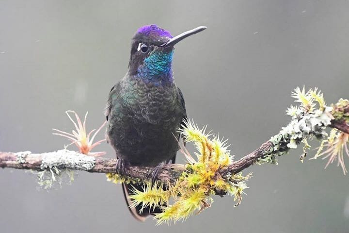 Well, I’ve lost count of the number of different Hummingbird species we have seen and photographed. Poor internet has slowed me down but heee is one of my favourites. The Magnificent Hummingbird. Amazing and magnificent 😀😀😀 Our brilliant guide Fabian keeps coming up with most incredible bird locations and still more to come. #details